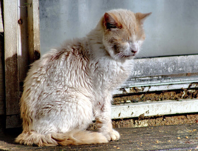 Cat