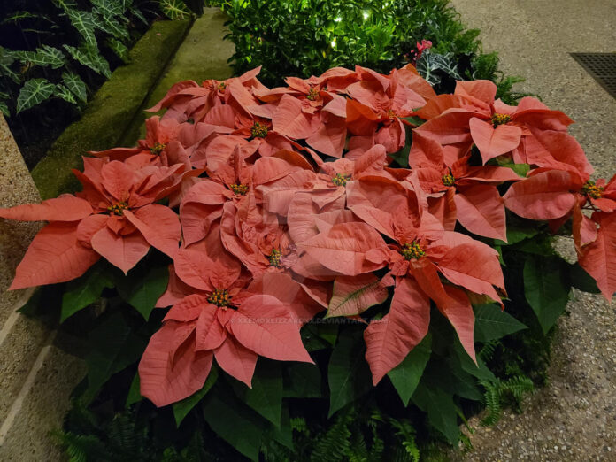 Chrismas Flowers