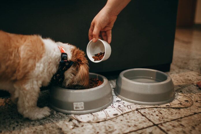 Dog Health Recovery